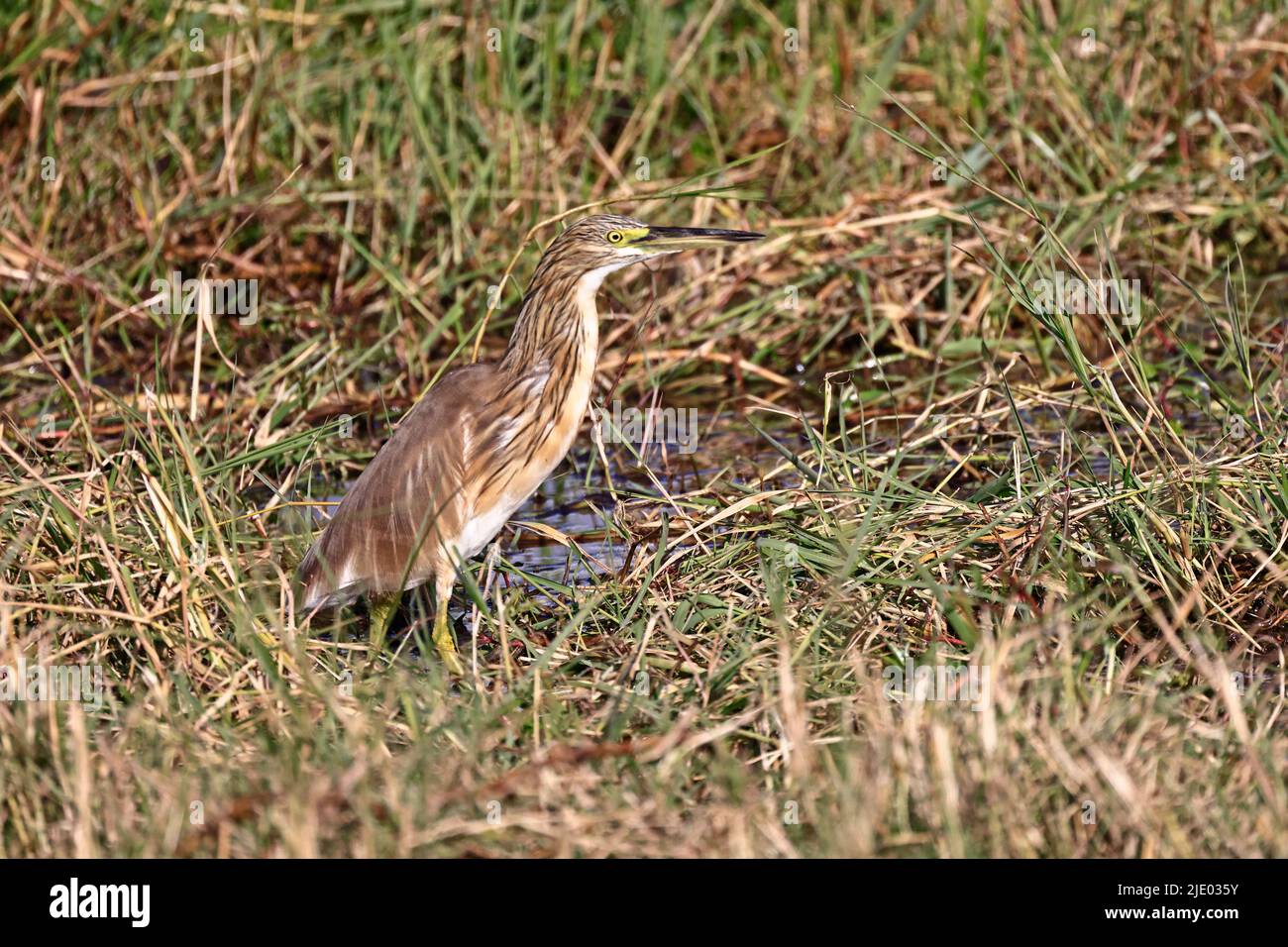 Heron strié juvénile à Moremi Botswana Banque D'Images