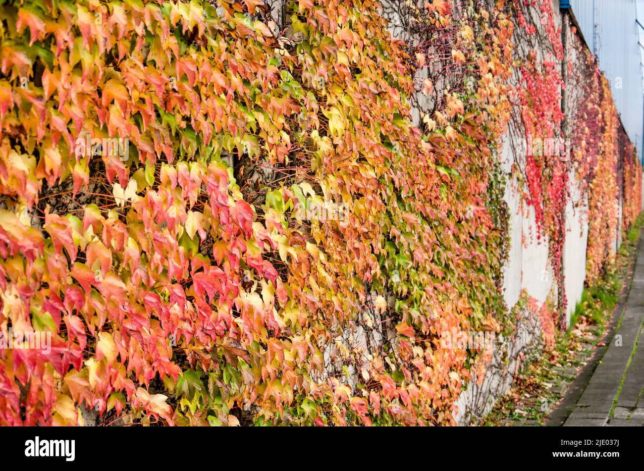 Mur de béton surcultivé avec de l'ivie en automne Banque D'Images