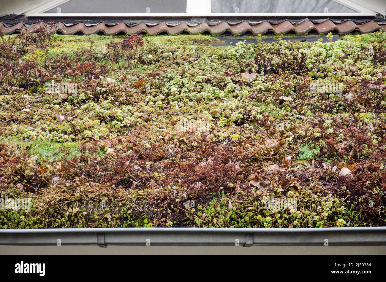 Sedum et d'autres types de végétation sur un toit entre tuiles et caniveau Banque D'Images