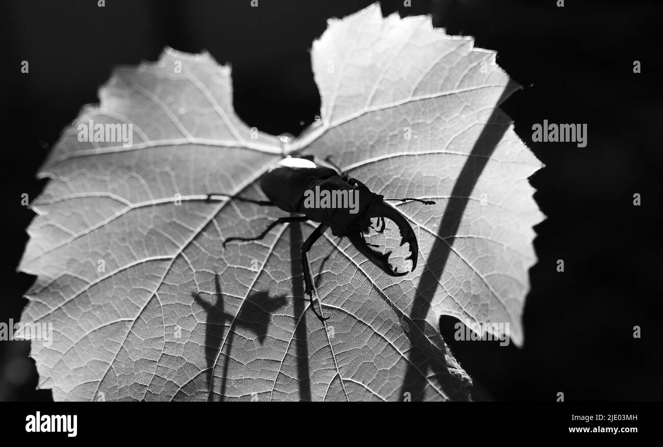 Photo en noir et blanc. Coléoptère de corne sur une feuille de vigne. Faune Banque D'Images