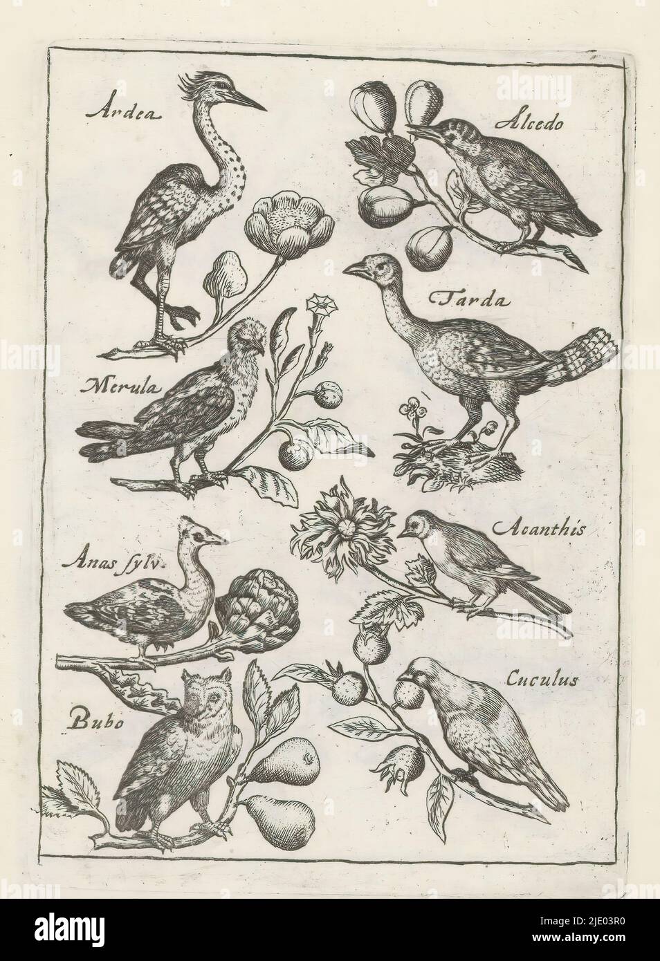 Heron, kingfisher et autres oiseaux, oiseaux (titre de la série), avium Vivae Icones (...) (Titre de la série), huit oiseaux sur les branches, chacun portant son nom en latin. Heron, kingfisher, blackbird, grand bustard, canard, siskin, hibou de l'aigle et coucou. Cet imprimé fait partie d'un album., imprimeur: Anonyme, imprimeur: Crispijn van de passe (I), (attribution rejetée), après dessin par: Adriaen Collaert, Utrecht, 1635 - 1660, papier, gravure, hauteur 123 mm × largeur 87 mm Banque D'Images