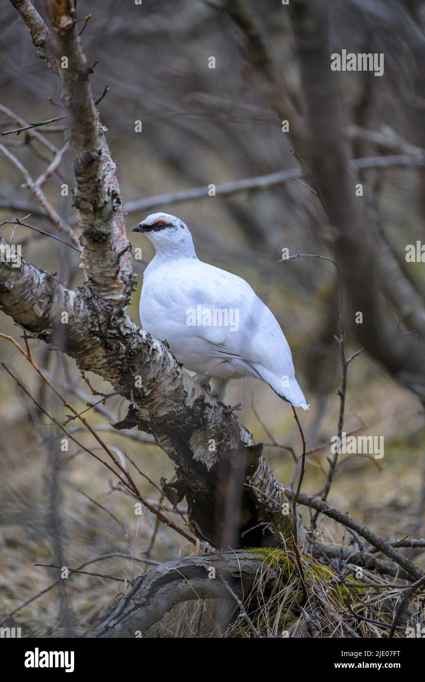Roche Ptarmigan (Lagopus muta), plumage d'hiver, Islande Banque D'Images