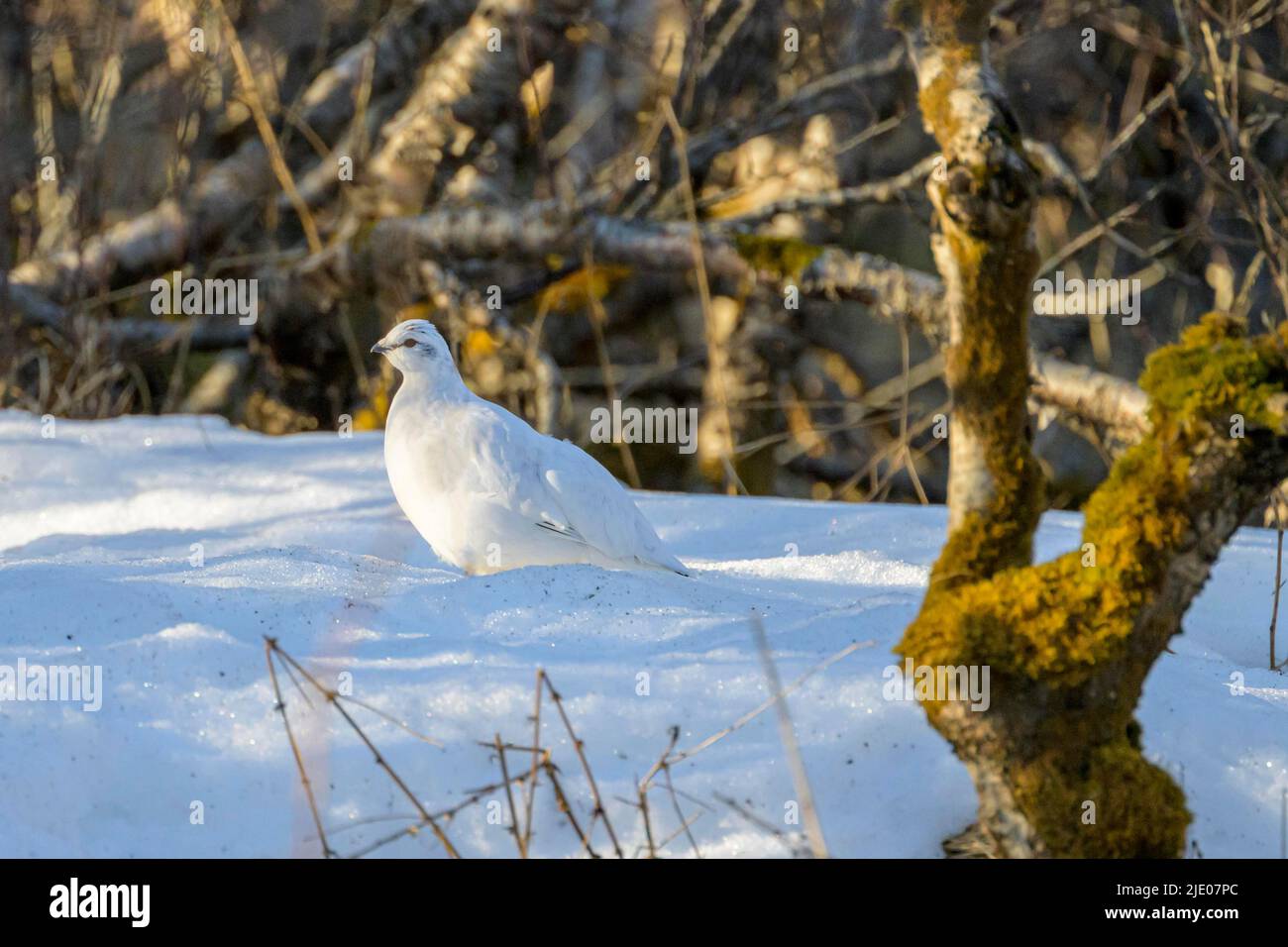 Roche Ptarmigan (Lagopus muta) en plumage d'hiver, Islande Banque D'Images