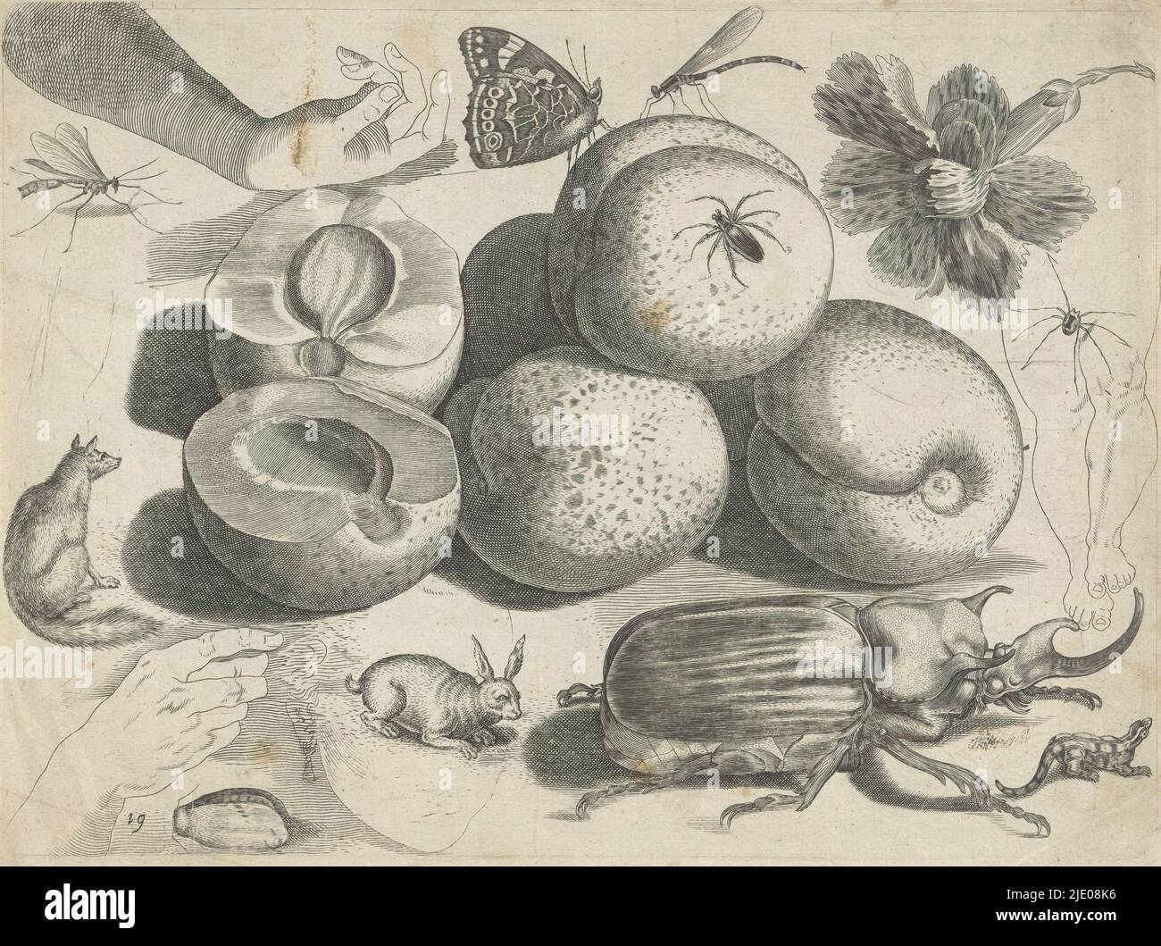 Feuille d'étude avec exemples de dessin : fruits, animaux, insectes et mains, exemples de dessin (titre de la série), dix-neuvième impression d'une série d'exemples de dessin de taille inconnue. Feuille d'étude avec les fruits, les animaux et les insectes. Au centre, cinq pêches, dont une a été coupée. Autour d'eux, divers animaux et insectes, dont un renard, une araignée, un lièvre (d'après Aegidius Sadeler) et un coléoptère d'éléphant et un papillon (d'après Hoefnagel). Sur les deux mains de gauche, sur les deux jambes de droite. Dans le coin supérieur droit d'une nation., l'imprimeur: Michael Snijders, éditeur: Michael Snijders, après l'impression par: Adriaen Collaert, Banque D'Images