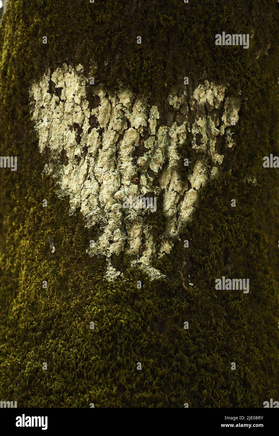 Coeur, forme de coeur sur tronc de chêne de pierre à Riserva Naturale Orientata Bosco di Malabotta, chênes verts (Quercus ilex) Sicile, Italie Banque D'Images