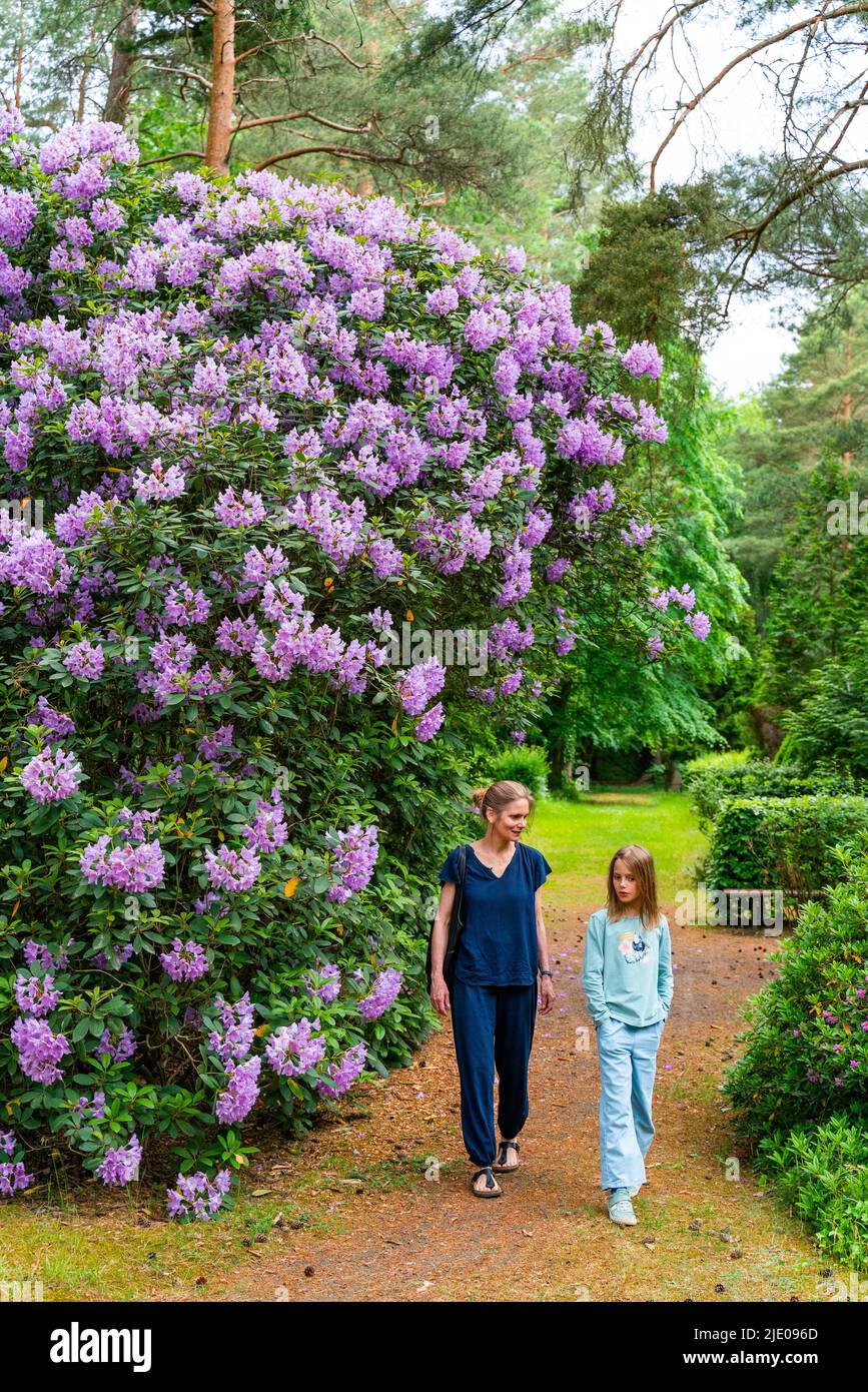 Marche, femme et fille marchant à travers le rhododendron fleuri, cimetière historique Suedwestkirchhof Stahnsdorf, Potsdam-Mittelmark, Brandebourg, Allemagne Banque D'Images