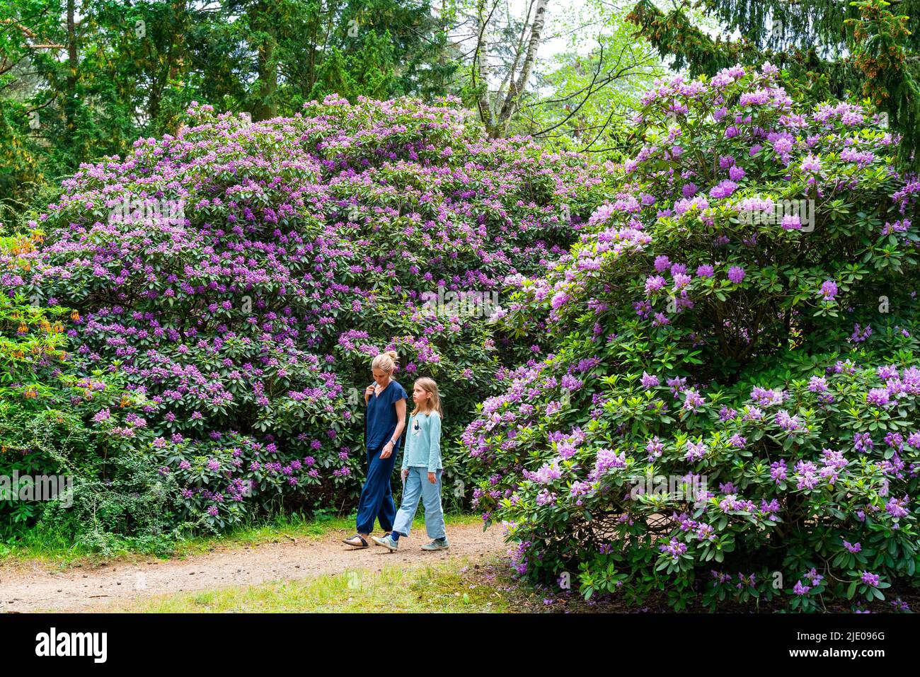 Marche, femme et fille marchant à travers le rhododendron fleuri, cimetière historique Suedwestkirchhof Stahnsdorf, Potsdam-Mittelmark, Brandebourg, Allemagne Banque D'Images