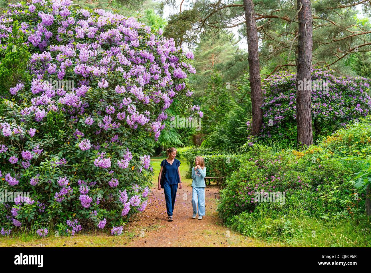 Marche, femme et fille marchant à travers le rhododendron fleuri, cimetière historique Suedwestkirchhof Stahnsdorf, Potsdam-Mittelmark, Brandebourg, Allemagne Banque D'Images