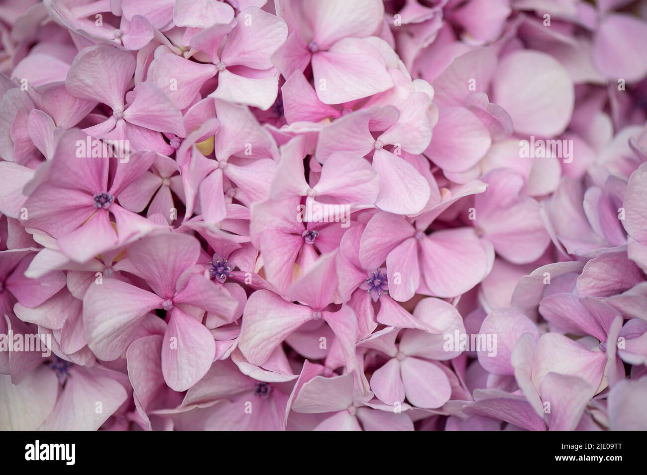 Grandes têtes de fleurs d'hortensia ou d'hortensia, belle plante appréciée à la fois pour la culture dans les jardins et coupée pour des bouquets, joli fond de gros plan Banque D'Images
