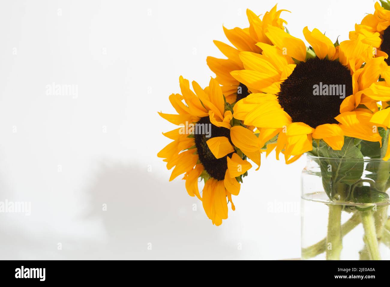 Tournesols lumineux dans un vase en verre sur fond blanc Banque D'Images