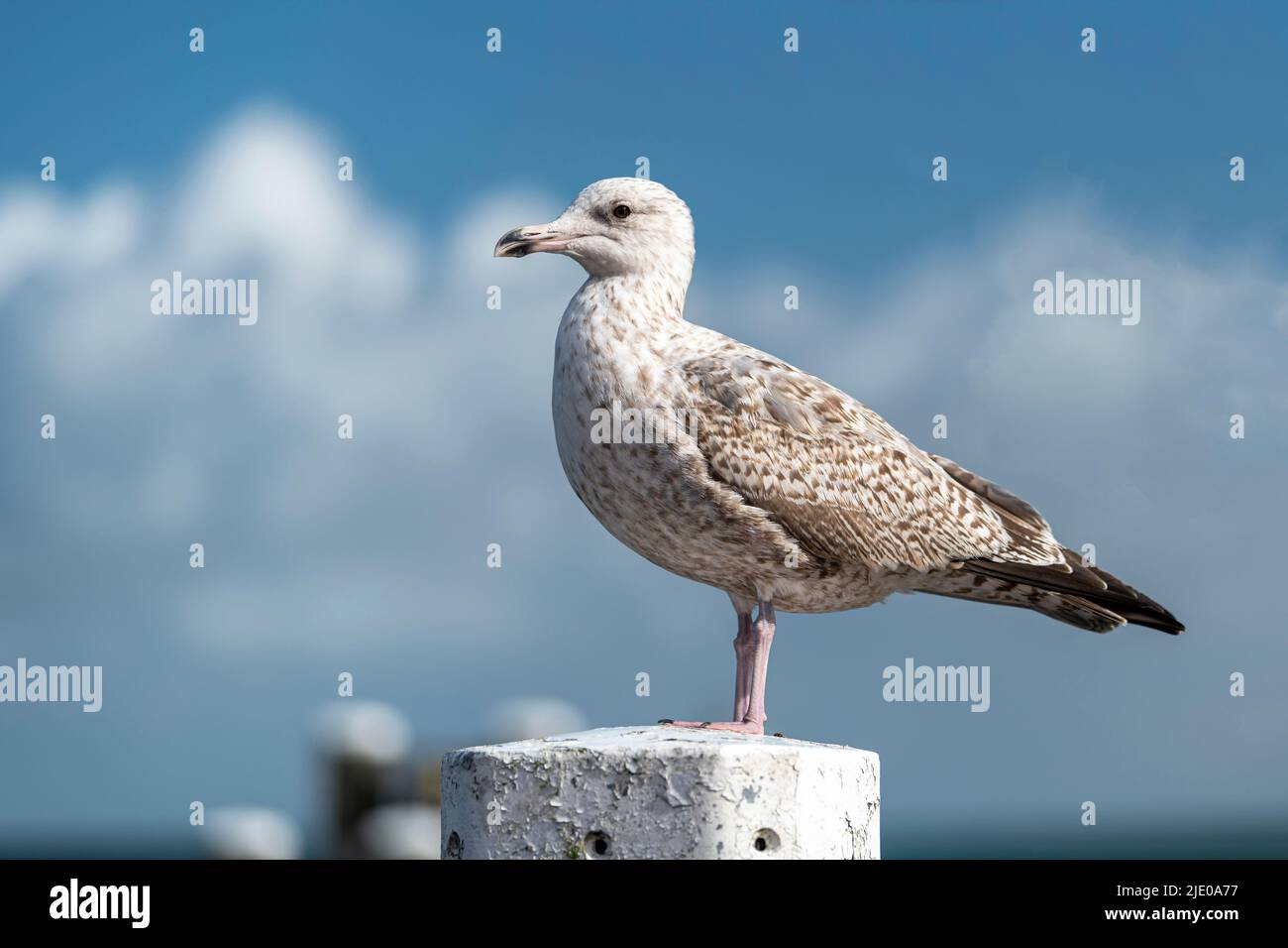 Jeune mouette Larus marinus sur un poste d'amarrage dans un port dans le nord des pays-Bas Banque D'Images
