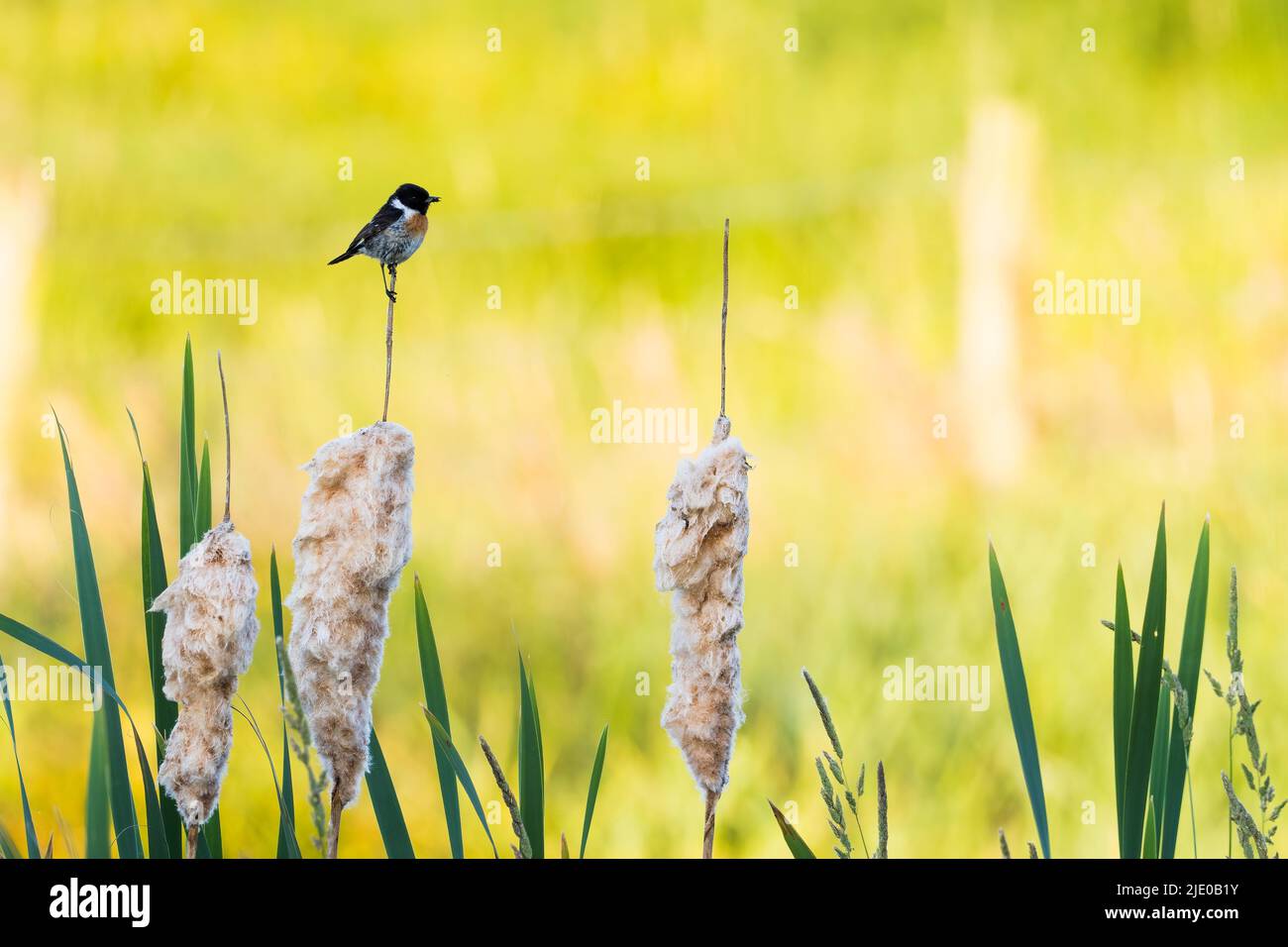 Stonechat (Saxicola rubicola), homme, debout sur un peuplement de semences du taureau commun (Typha latifolia), Meerbruchwiesen, Steinhuder Meer, Basse-Saxe Banque D'Images