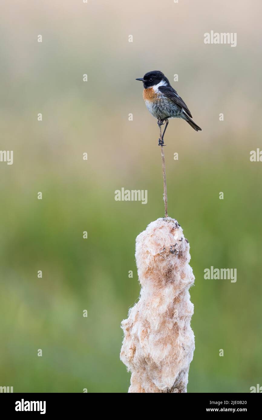Stonechat (Saxicola rubicola), homme, debout sur un peuplement de semences du taureau commun (Typha latifolia), Meerbruchwiesen, Steinhuder Meer, Basse-Saxe Banque D'Images