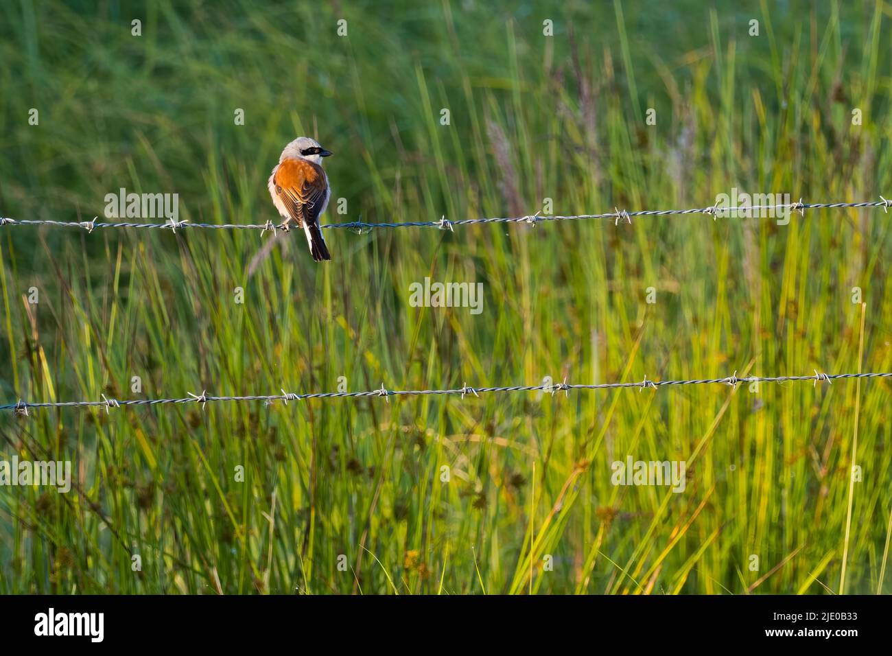 Shrike à dos rouge (Lanius collurio), homme, debout sur une clôture barbelée, Hesse, Allemagne Banque D'Images