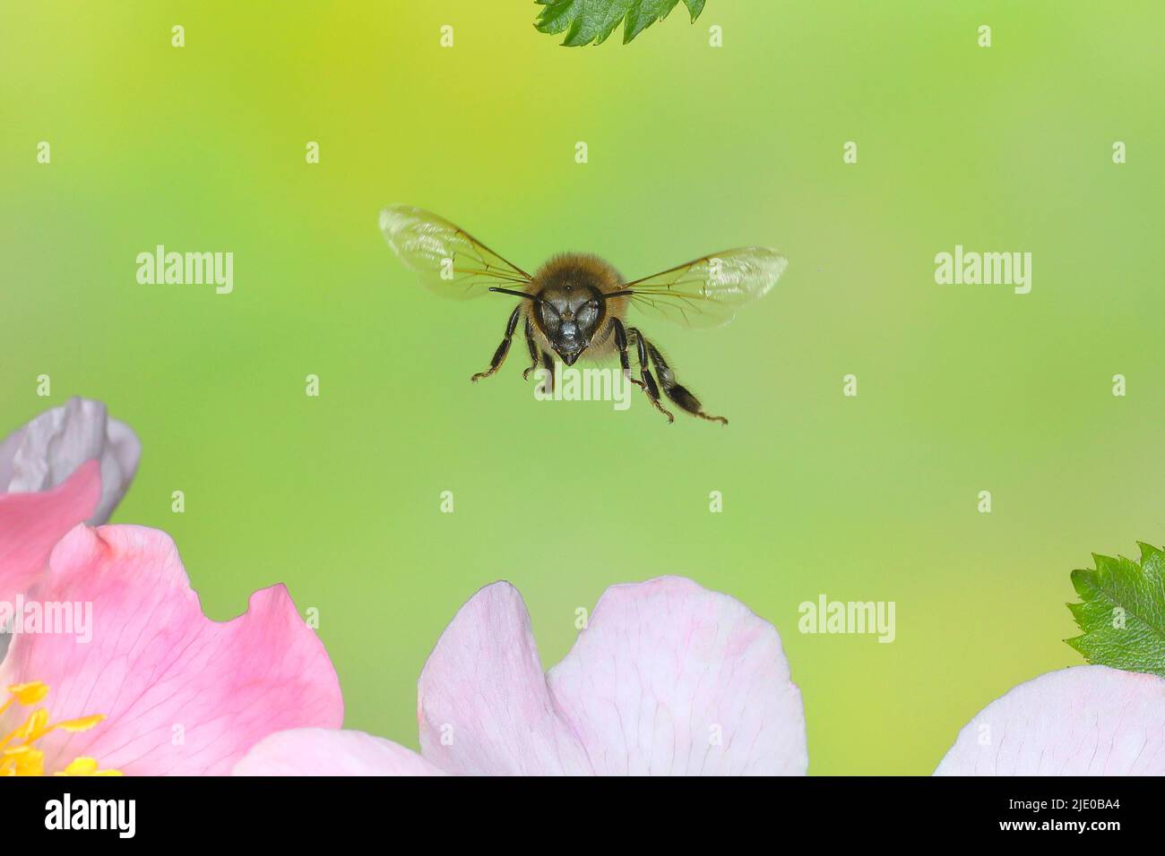 Abeille (APIS mellifera), en vol, photo de la nature à grande vitesse, au-dessus de rosa canina (Rosa corymbifera), Siegerland, Rhénanie-du-Nord-Westphalie, Allemagne Banque D'Images