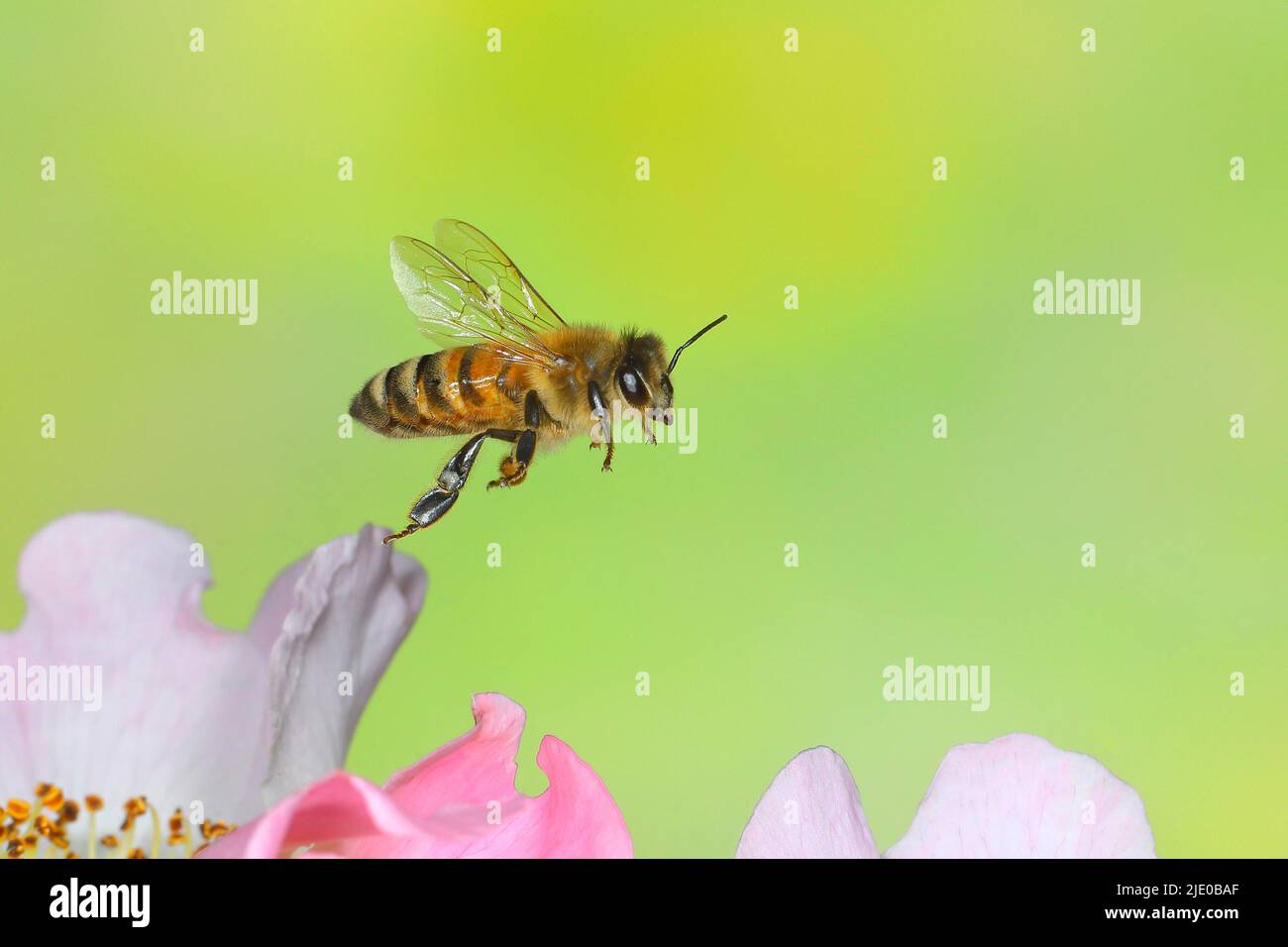 Abeille (APIS mellifera), en vol, photo de la nature à grande vitesse, au-dessus de rosa canina (Rosa corymbifera), Siegerland, Rhénanie-du-Nord-Westphalie, Allemagne Banque D'Images
