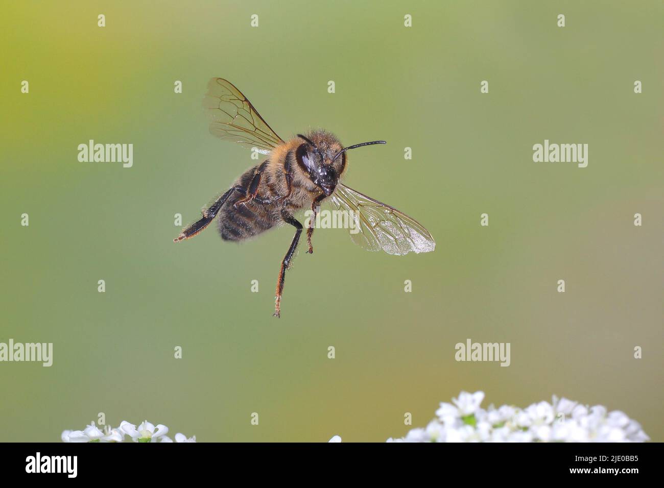 Abeille (APIs mellifera), en vol, photo de la nature à grande vitesse, au-dessus de l'ancien sol commun (Aegopodium podagraria), Siegerland, Rhénanie-du-Nord-Westphalie Banque D'Images