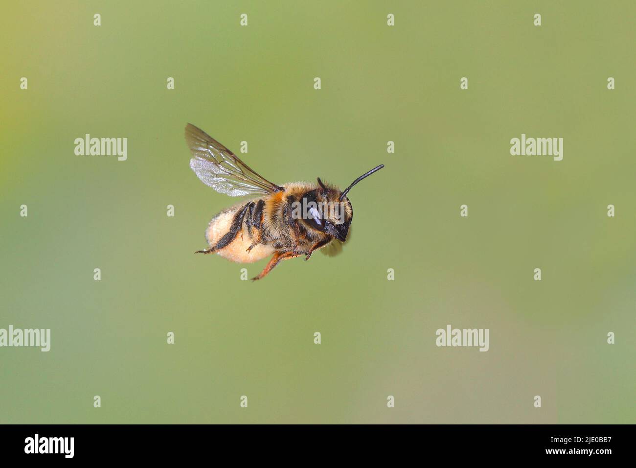 Abeille sauvage, abeille à feuilles (Megachile maritima), femelle, en vol, photo de nature à grande vitesse, Siegerland, Rhénanie-du-Nord-Westphalie, Allemagne Banque D'Images