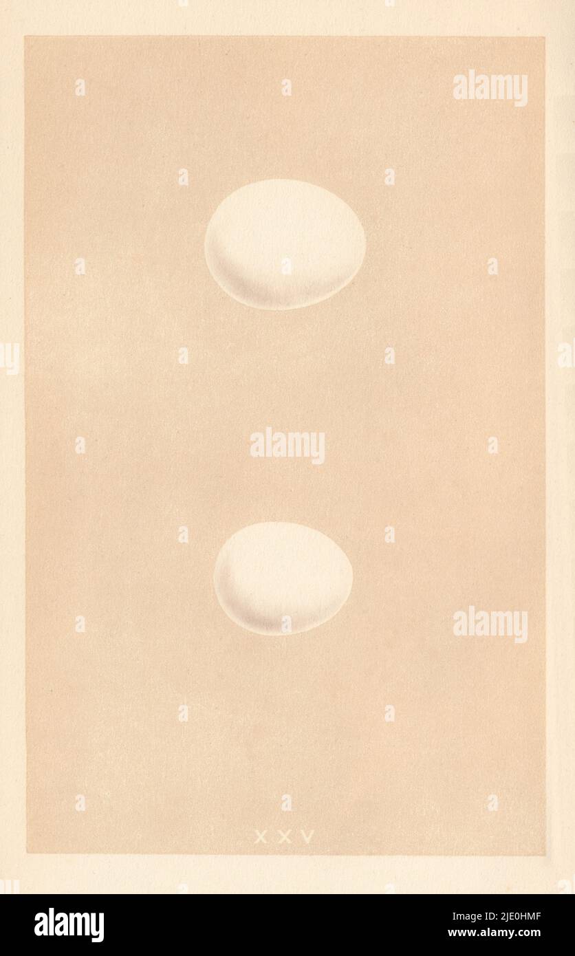 ŒUFS D'OISEAU BRITANNIQUE. Hibou blanc. Petit hibou. MORRIS 1866 vieux imprimé antique Banque D'Images