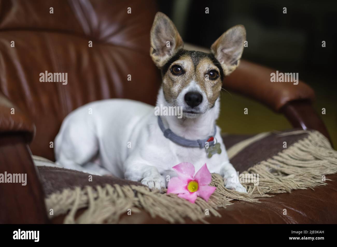 Jack russell chien regardant l'appareil photo avec les oreilles piquées. Banque D'Images