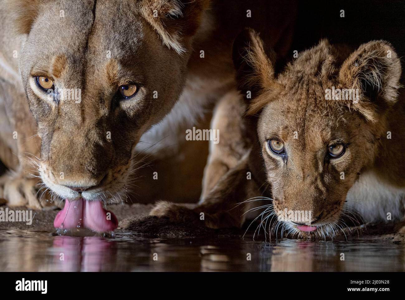 Lioness et cub buvant. Réserve privée Zimanga, Afrique du Sud. Banque D'Images