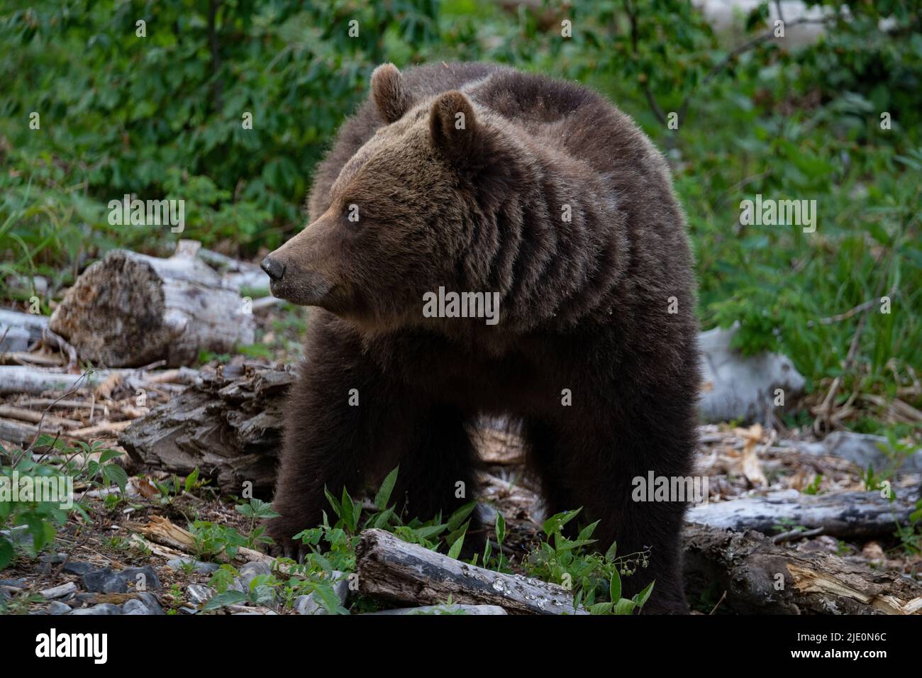 Ours brun européen dans la région frontière entre la slovénie et la croatie Banque D'Images