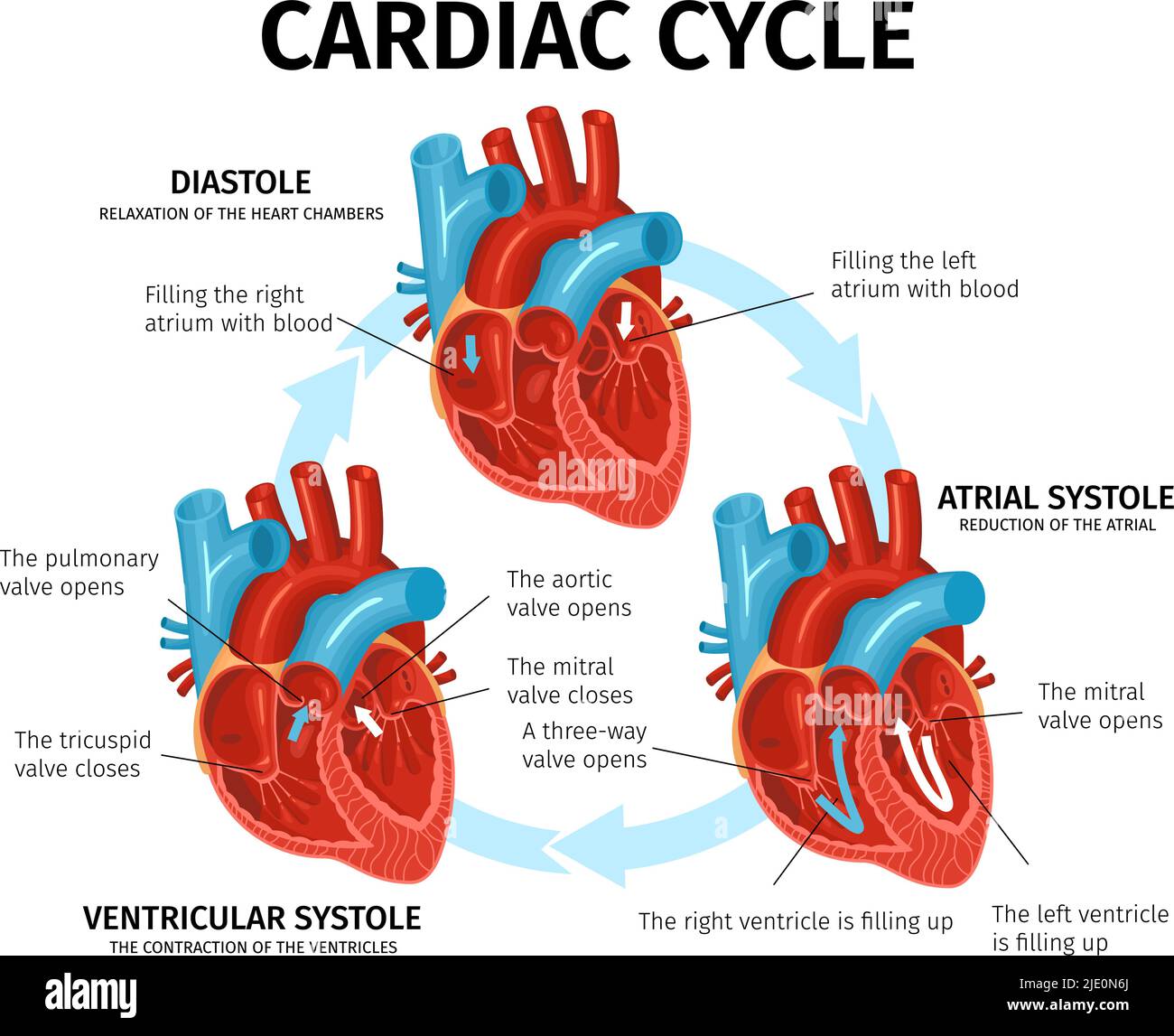 Infographies plates avec anatomie cardiaque et description du vecteur de cycle cardiaque Illustration de Vecteur