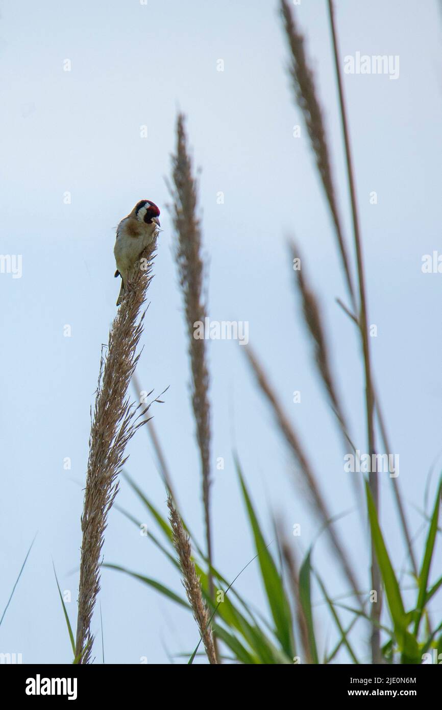 petit doré dans les roseaux en été Banque D'Images