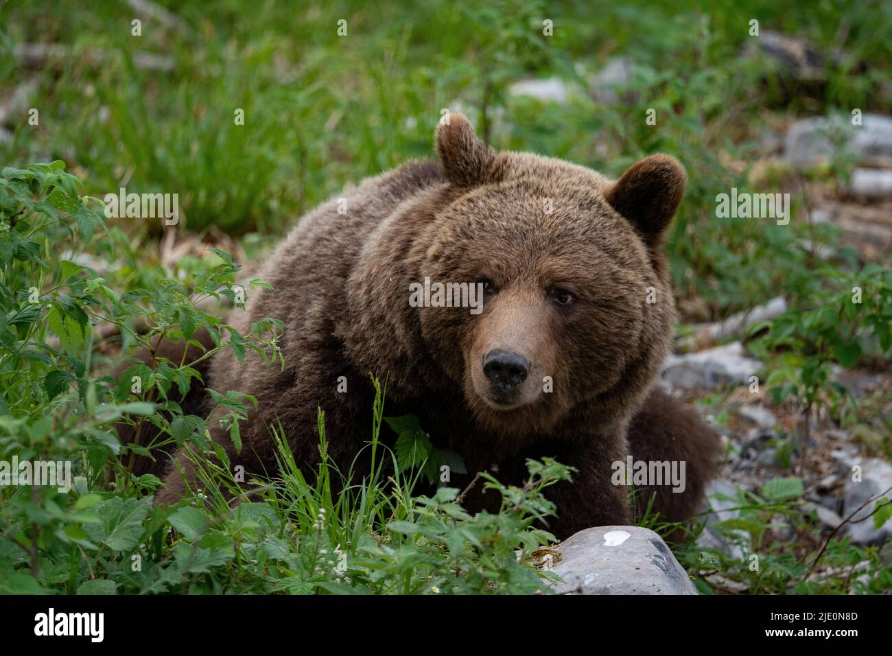 Ours brun européen dans la région frontière entre la slovénie et la croatie Banque D'Images