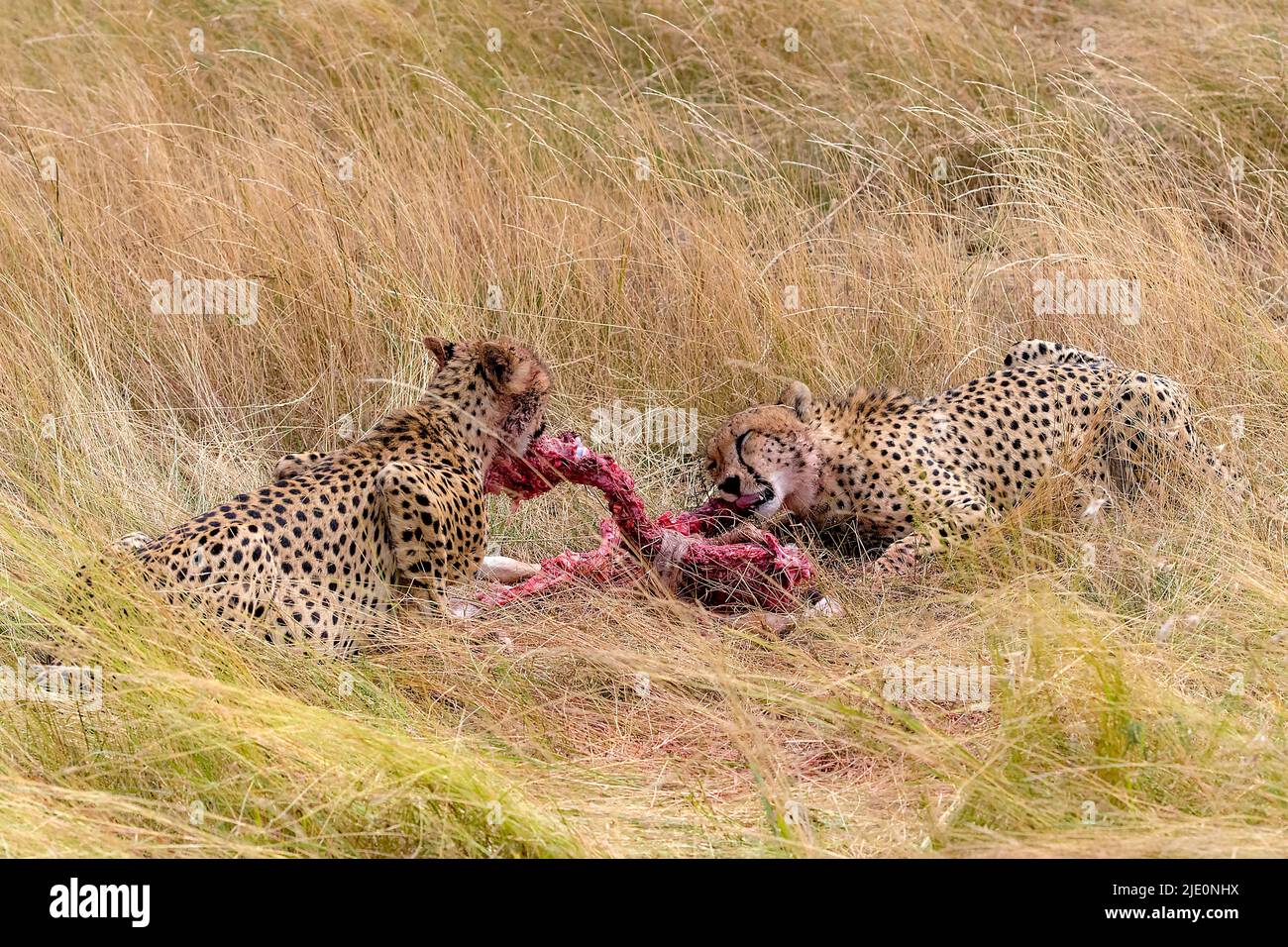 Cheetahs mâles (Acinonyx jubatus) se nourrissant de la savane de Maasai Mara, Kenya. Banque D'Images