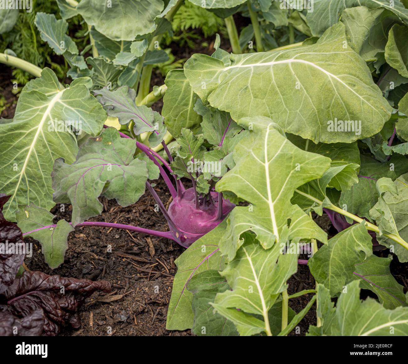 Kohlrabi violet croissant dans un potager britannique. Banque D'Images