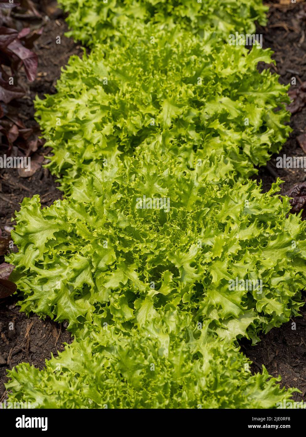 La laitue peut. Des lettuces vert vif qui poussent en rangée dans un potager britannique. Banque D'Images