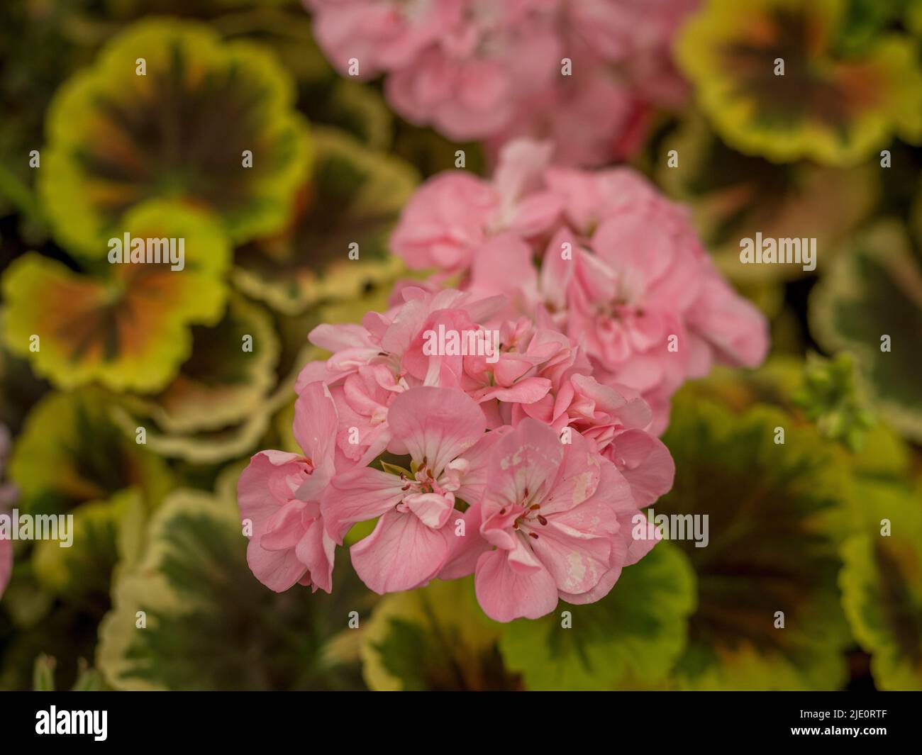 Variegated pelargonium Banque de photographies et d’images à haute ...
