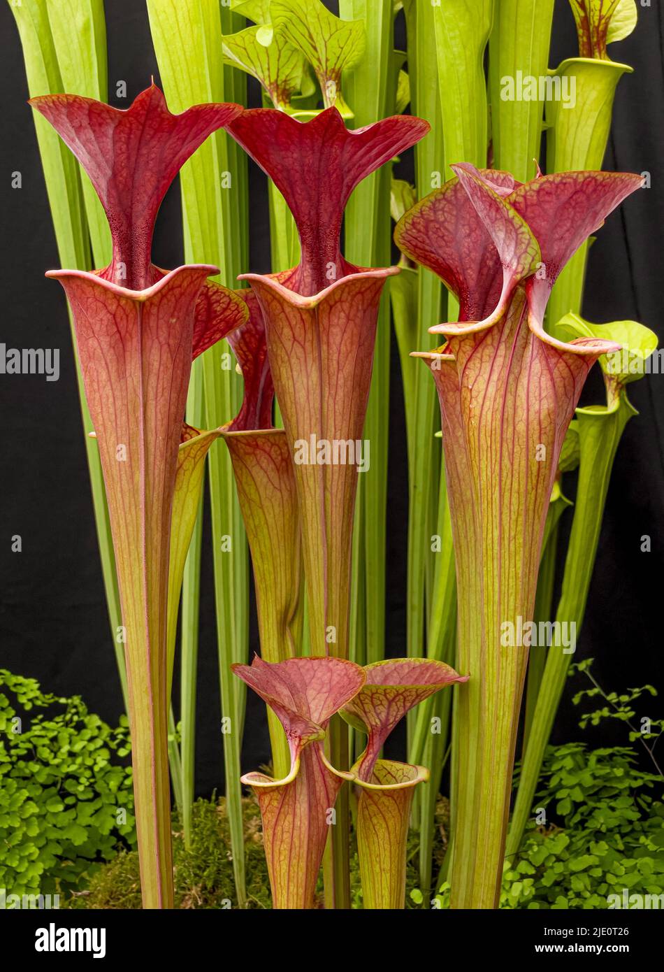 Sarracenia flava atropurpurea , communément appelé plante Pitcher. Banque D'Images
