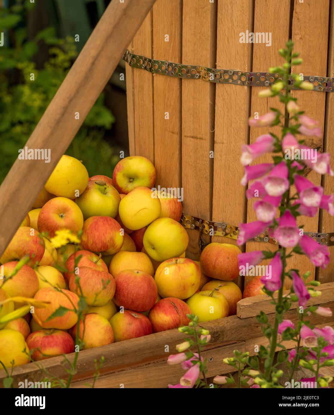 Pile de pommes à côté d'une presse à cidre en bois. Banque D'Images