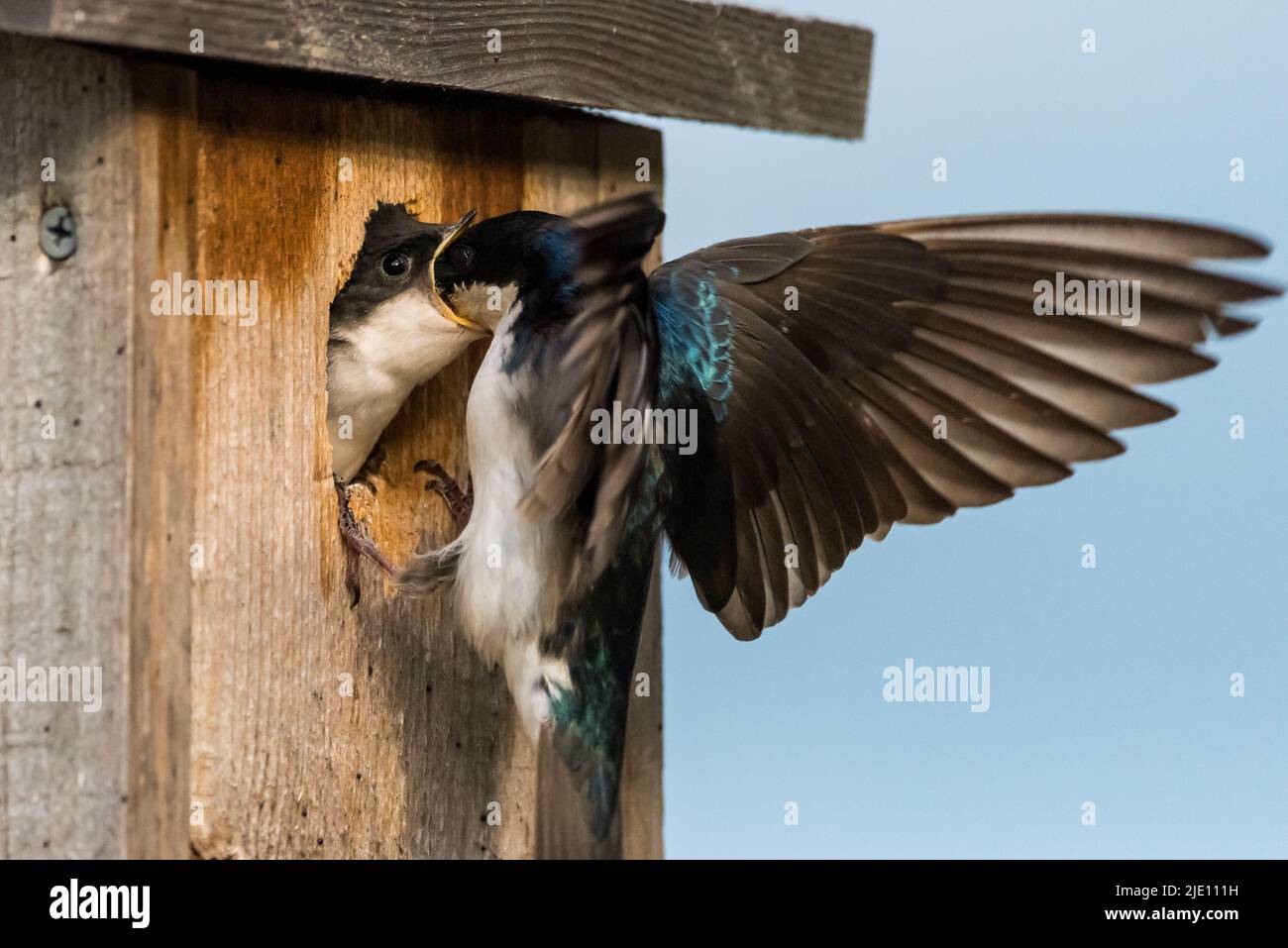 Bébé arbre Swallow dans la maison d'oiseaux, étant nourri par le parent. Banque D'Images