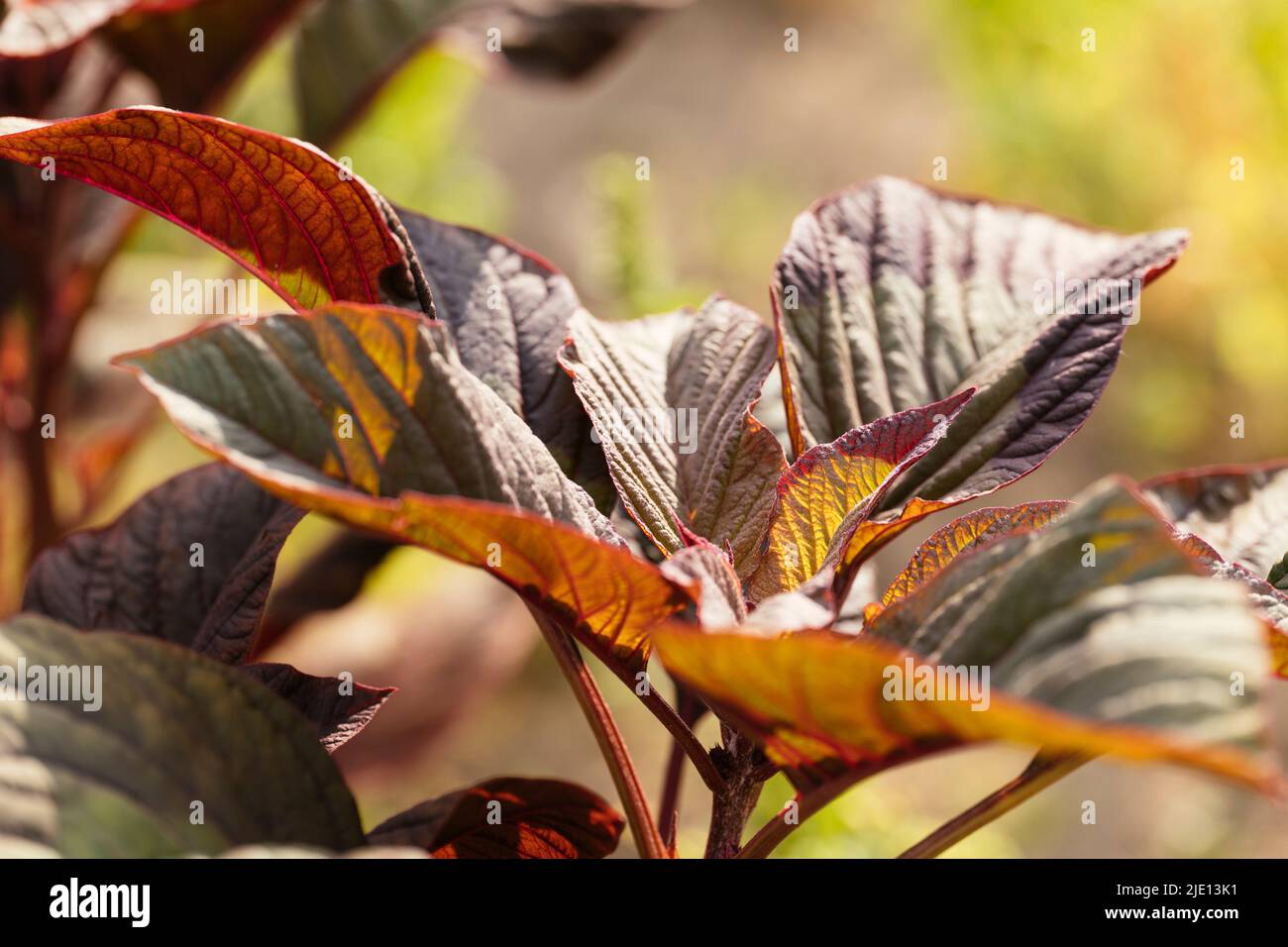 L'amaranth végétal à feuilles rouges (amaranthus lividus var. Rubrum) plante dans un jardin. Banque D'Images