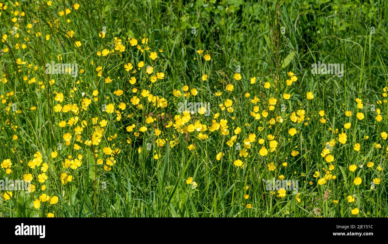 Fleur sauvage en forme de buttercup rampante sur le bord de l'herbe Banque D'Images