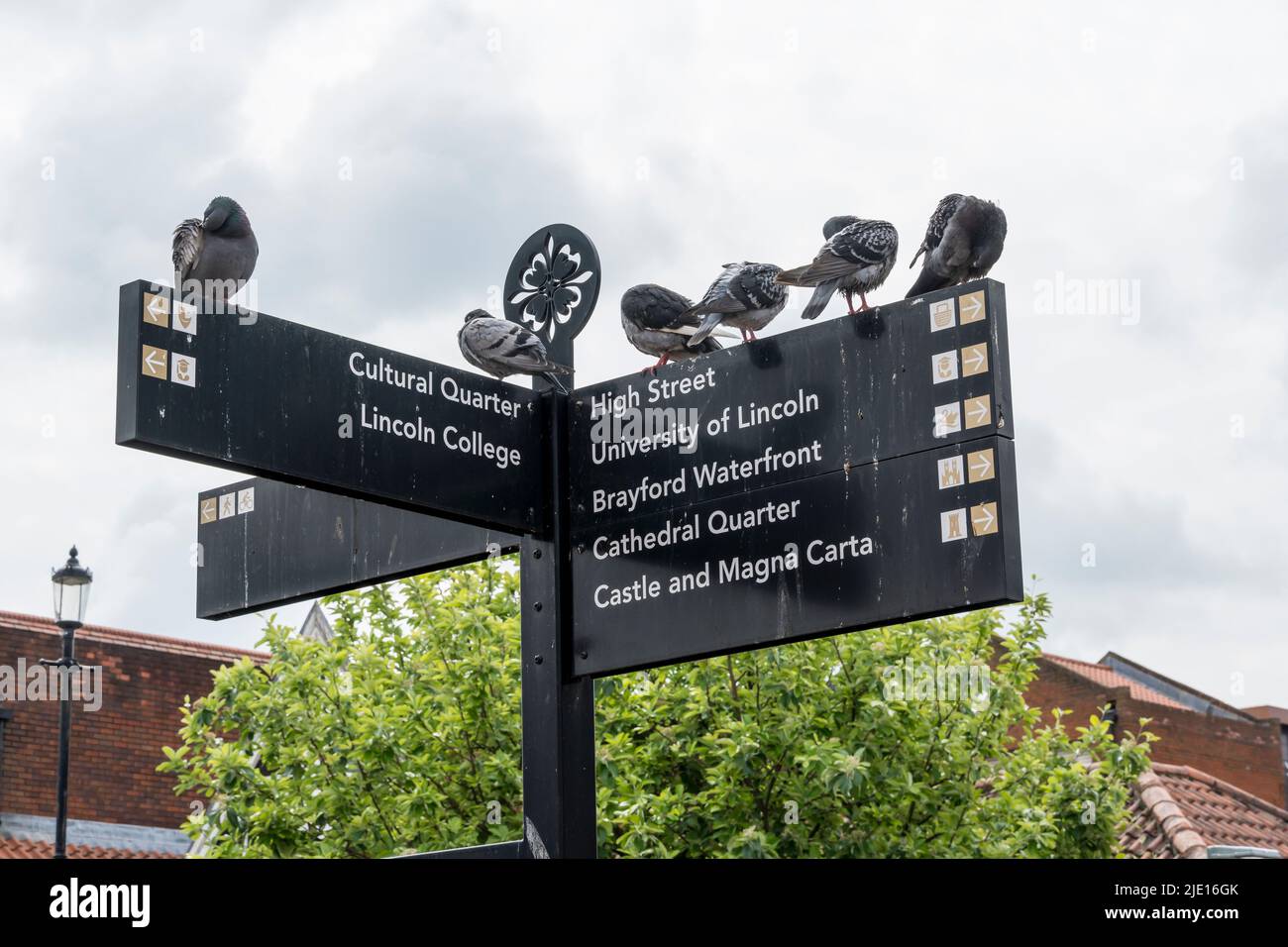 Pigeons reposant sur des panneaux d'information des visiteurs montrant le chemin vers divers secteurs autour de la ville de Lincoln 2022 Banque D'Images