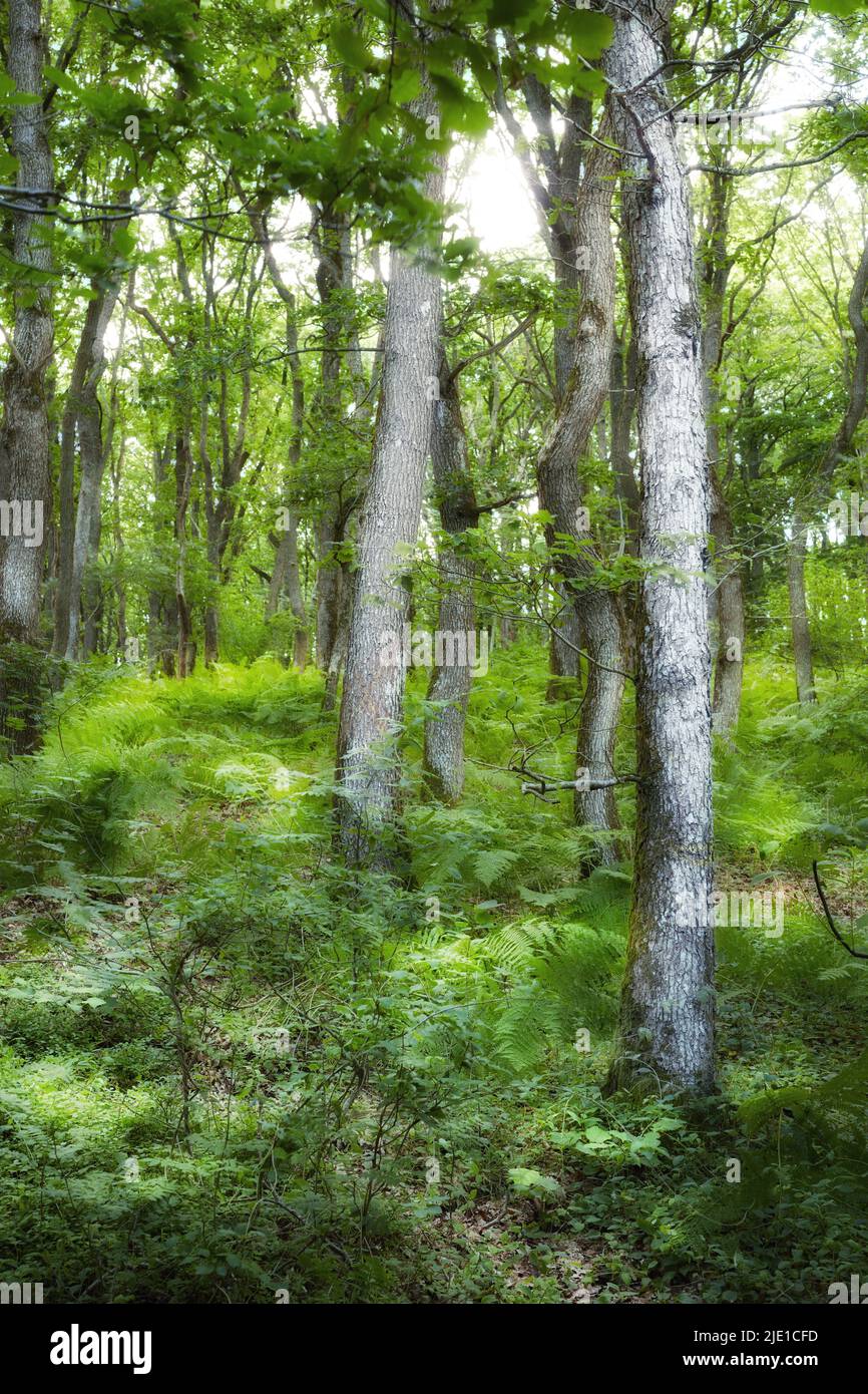 Vue sur le paysage de grands arbres d'épinette dans les bois à feuilles persistantes et la nature forestière avec des buissons luxuriants, arbustes, fougères au Danemark. Mère nature et Banque D'Images