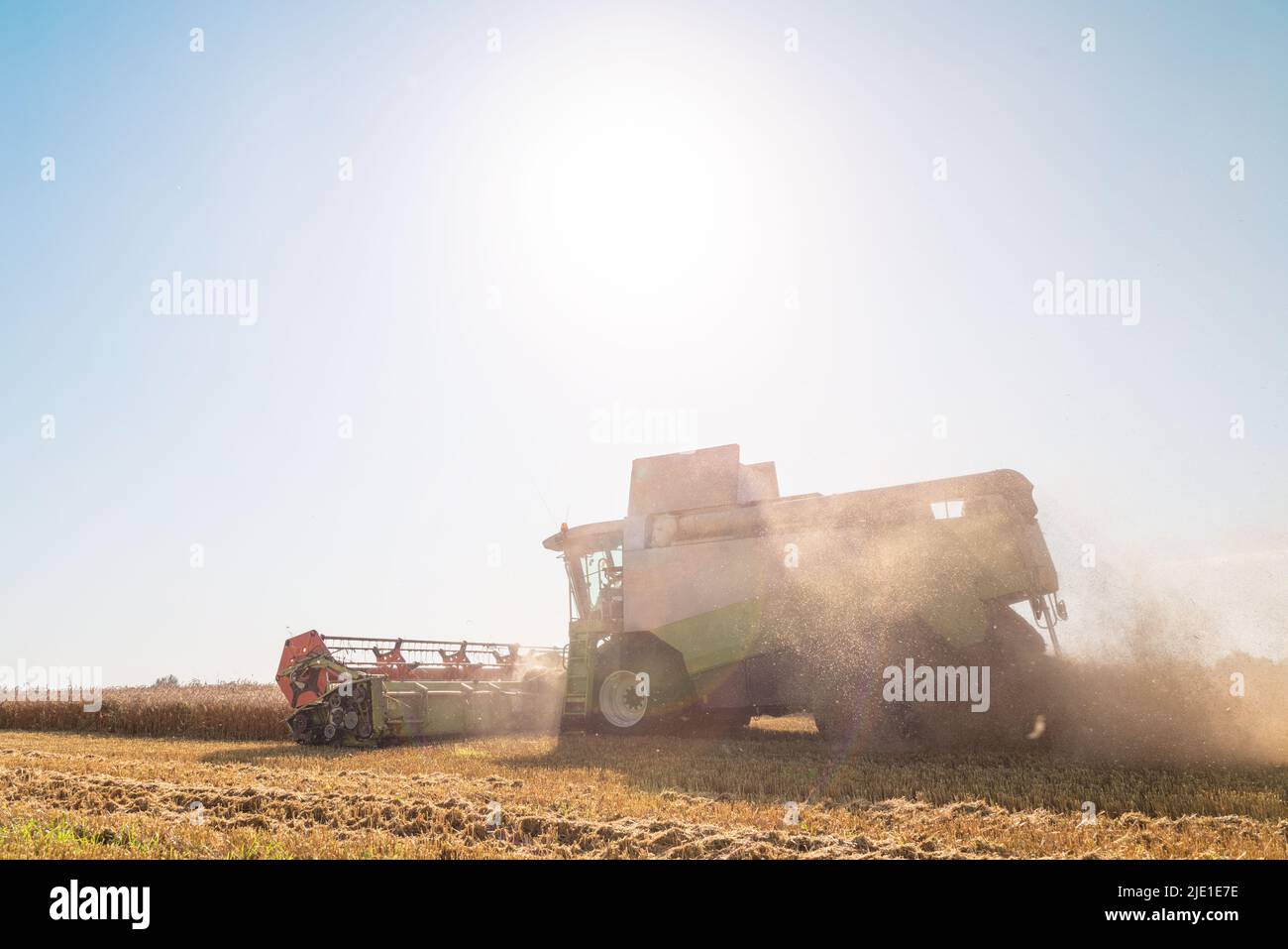 La moissonneuse-batteuse enlève le blé mûr. Travail agricole, récolte du grain dans le champ. Banque D'Images