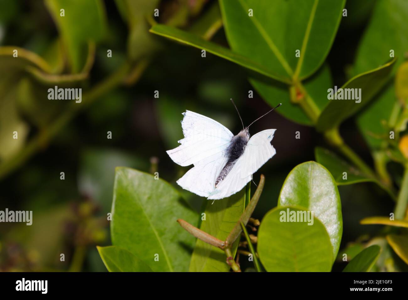 Petit papillon blanc africain avec ailes brisées (Dixia charina charina) Banque D'Images