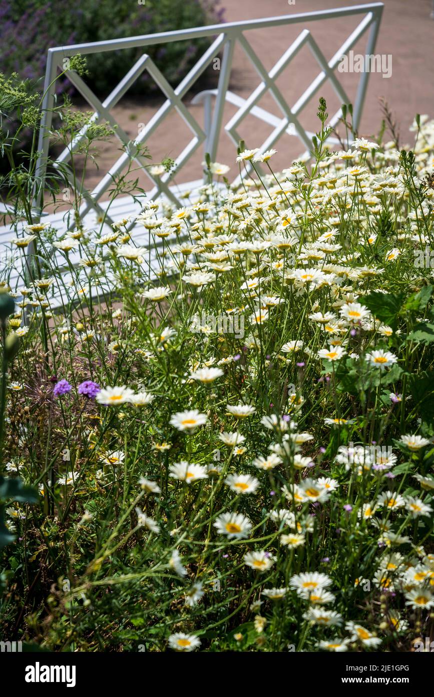 Jardin avec marguerites et banc Banque D'Images