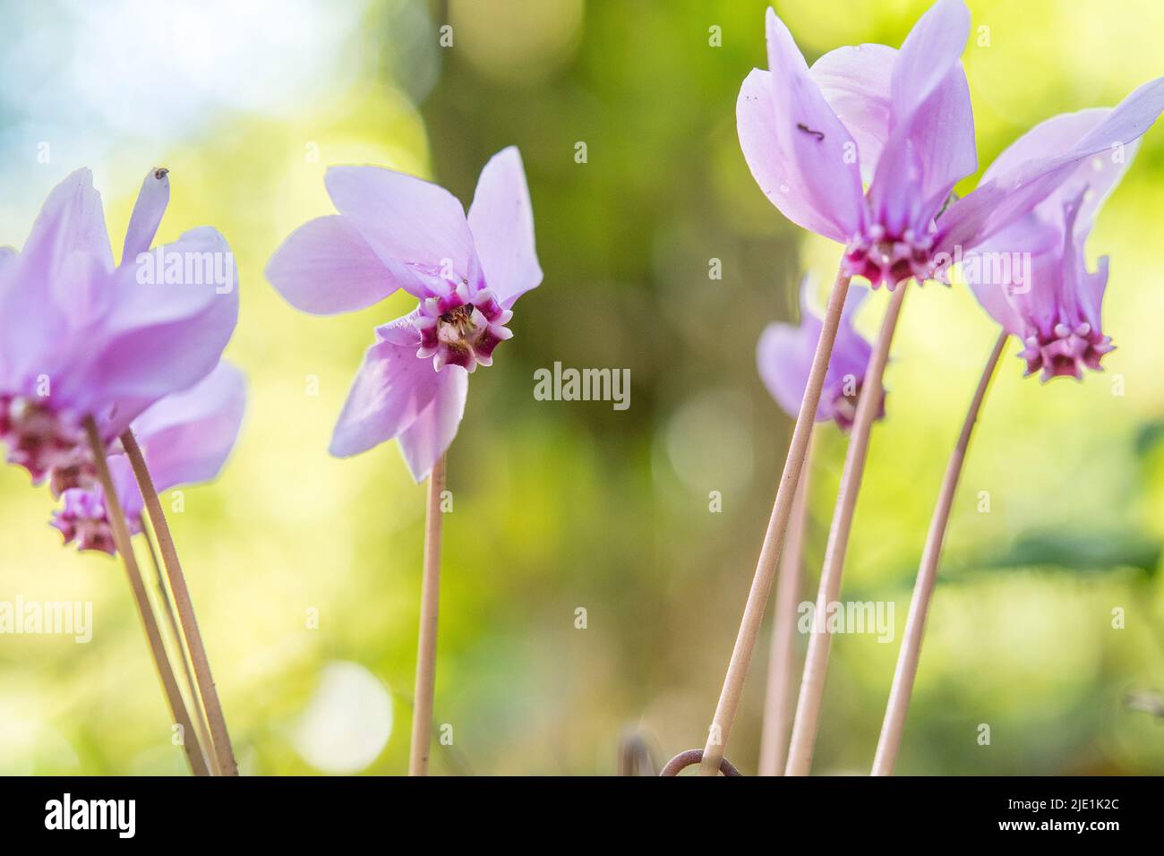 Le cyclamen hederifolium, le cyclamen ou le sowbread à feuilles de ...