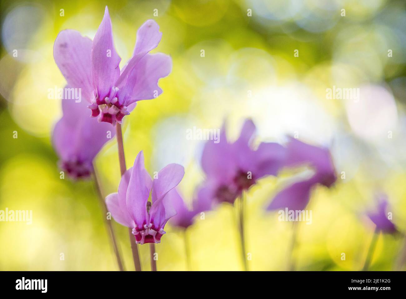 Le cyclamen hederifolium, le cyclamen ou le sowbread à feuilles de ...