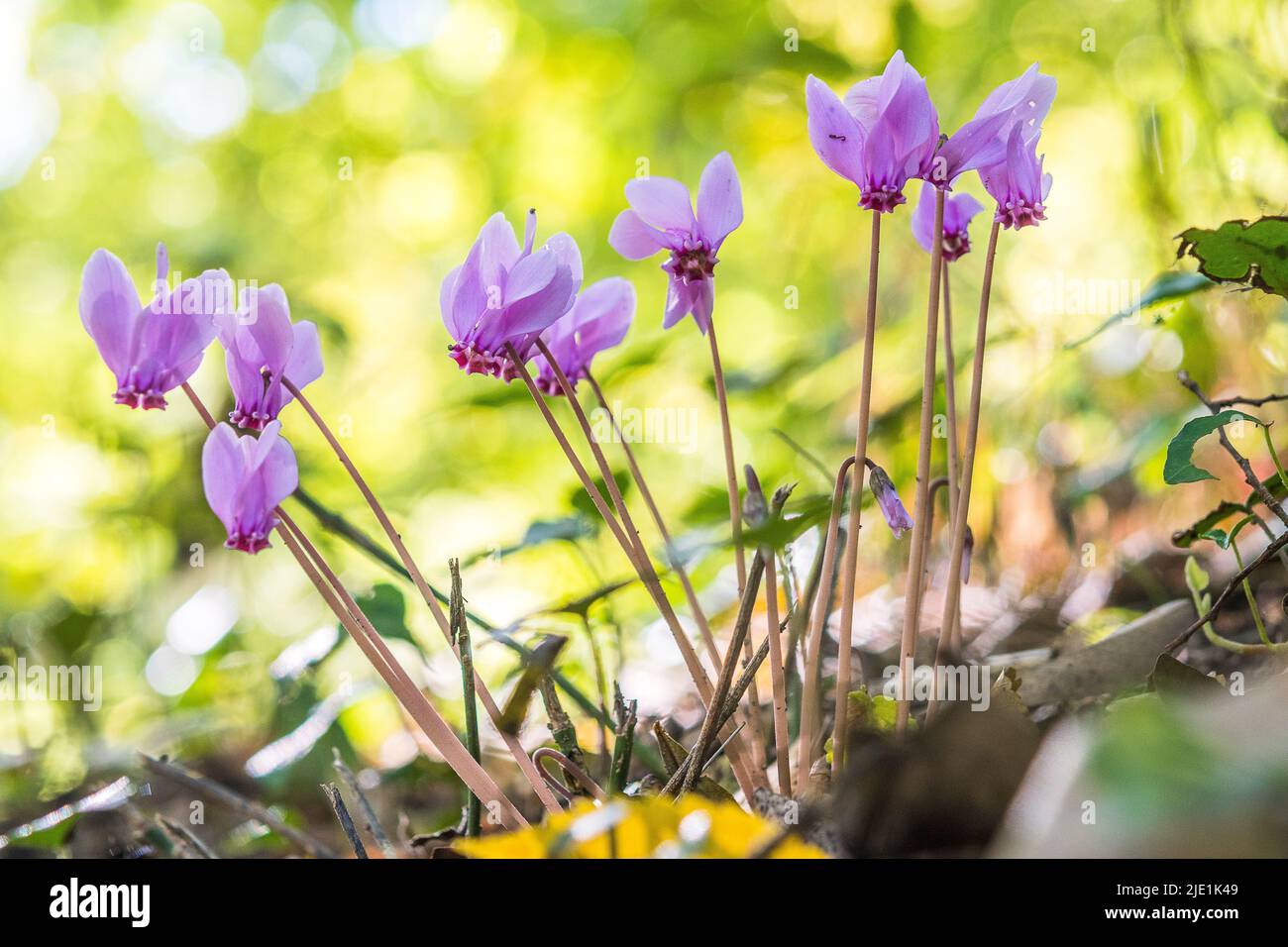 Le cyclamen hederifolium, le cyclamen ou le sowbread à feuilles de ...