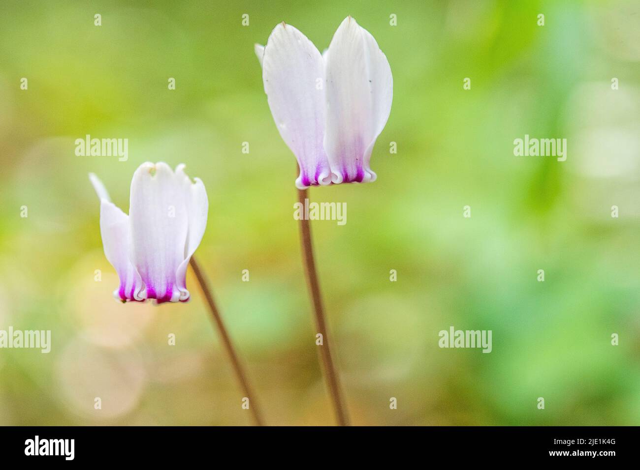 Le cyclamen hederifolium, le cyclamen ou le sowbread à feuilles de ...
