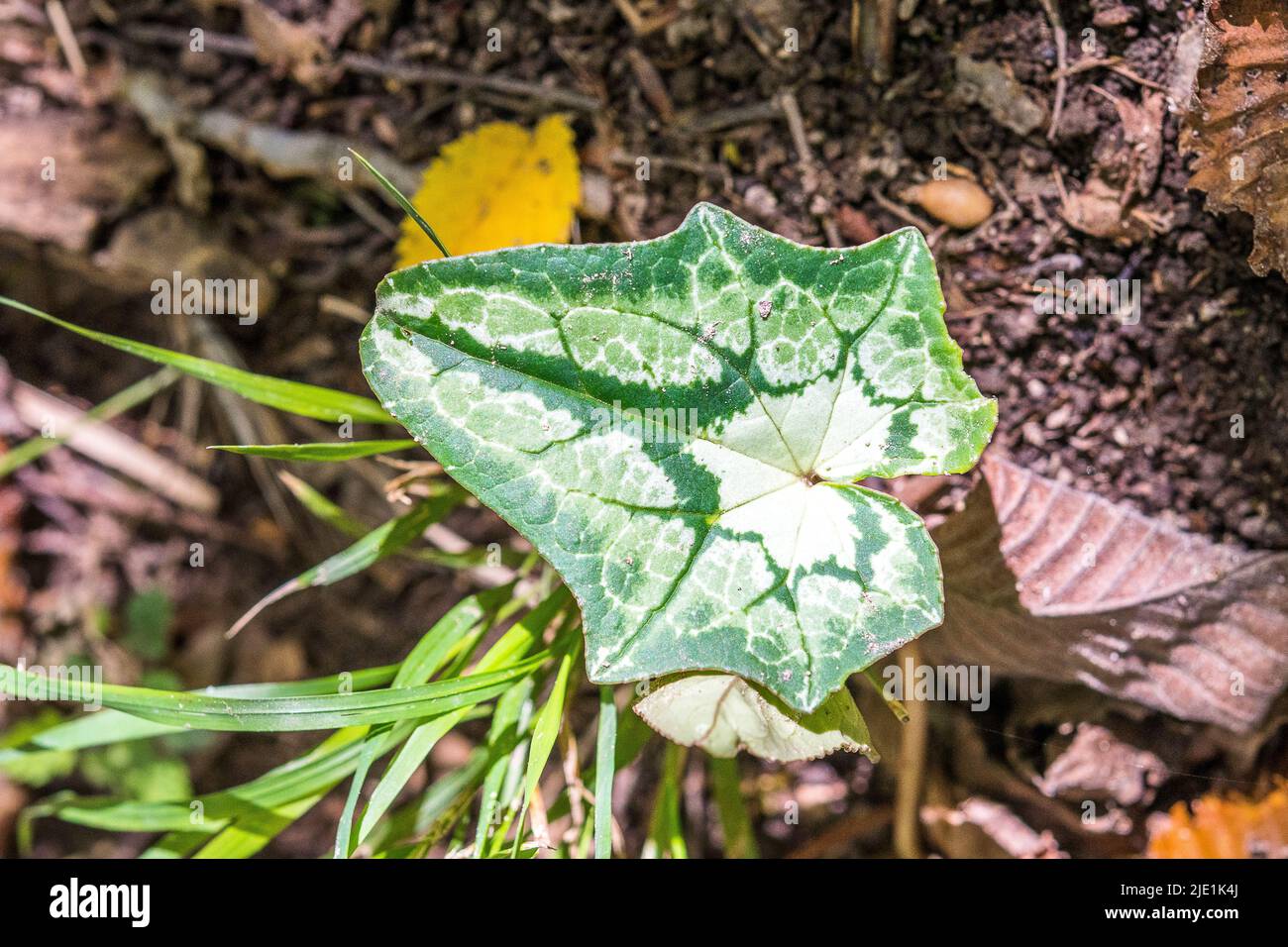 Le cyclamen hederifolium, le cyclamen ou le sowbread à feuilles de ...