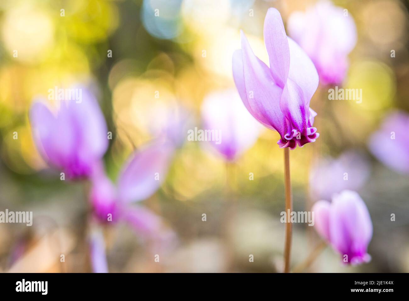 Le cyclamen hederifolium, le cyclamen ou le sowbread à feuilles de ...