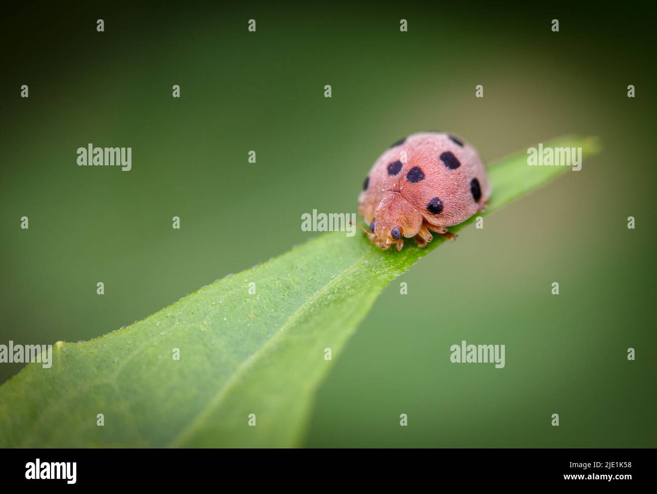 Macro gros plan photo d'un coccinelle ( coccinelle ) Banque D'Images